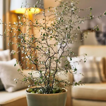 Hotel Fuchsbau Romantik & Restaurant & Fox Bar Timmendorfer Strand